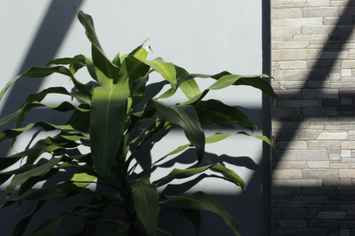 a picture of a plant with patterned shadows during a sunny day